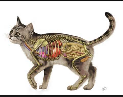 Feline Anatomy - learn about animal anatomy