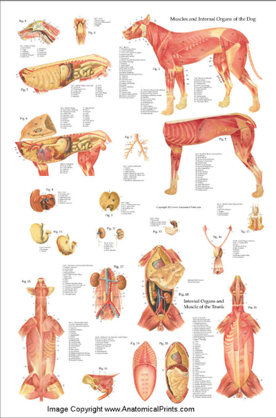 Canine Anatomy - learn about animal anatomy